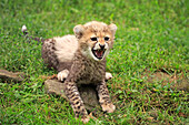 Sudan Cheetah (Acinonyx jubatus soemmeringii) ten week old cub snarling, Landau, Germany