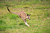 Eastern Grey Kangaroo (Macropus giganteus) sub-adult jumping, Murramarang National Park, New South Wales, Australia