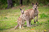 Eastern Grey Kangaroo (Macropus giganteus) mother with joey, Murramarang National Park, New South Wales, Australia