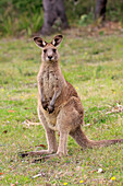 Eastern Grey Kangaroo (Macropus giganteus), Murramarang National Park, New South Wales, Australia