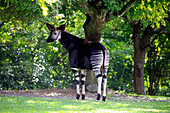 Okapi (Okapia johnstoni), Miami, Florida
