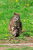 Parma Wallaby (Macropus parma) mother with joey in pouch, Germany