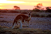 Red Kangaroo (Macropus rufus) male at sunrise, Sturt National Park, New South Wales, Australia