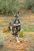 Red Kangaroo (Macropus rufus) mother with joey, Sturt National Park, New South Wales, Australia