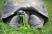 Aldabra Giant Tortoise (Aldabrachelys gigantea) grazing, Heidelberg, Germany