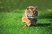 Sumatran Tiger (Panthera tigris sumatrae) male chasing lure, Miami, Florida