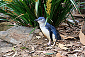 Little Blue Penguin (Eudyptula minor), Kangaroo Island, South Australia, Australia