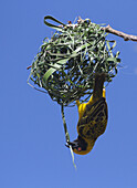 Village Weaver (Ploceus cucullatus) male building nest, Gauteng, South Africa