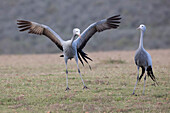 Blue Crane (Anthropoides paradisea) pair courting, Western Cape, South Africa