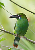 Crimson-rumped Toucanet (Aulacorhynchus haematopygus), Pichincha, Ecuador