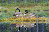 Canada Goose (Branta canadensis) pair on nest, Sweden
