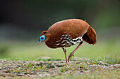 Crested Fireback (Lophura ignita) female foraging, Pahang, Malaysia