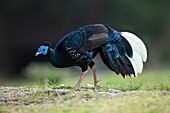 Crested Fireback (Lophura ignita) male foraging, Pahang, Malaysia