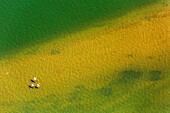 Greater Flamingo (Phoenicopterus ruber) trio flying over wetland, Andalusia, Spain