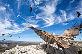 Griffon Vulture (Gyps fulvus) taking flight, Aragon, Spain
