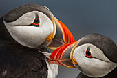 Atlantic Puffin (Fratercula arctica) pair preening, Farne Islands, United Kingdom