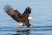 Bald Eagle (Haliaeetus leucocephalus) striking at fish, Alaska
