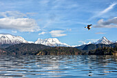 Bald Eagle (Haliaeetus leucocephalus) flying near coast, Alaska