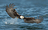 Bald Eagle (Haliaeetus leucocephalus) striking at fish, Alaska