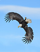 Bald Eagle (Haliaeetus leucocephalus) flying, Alaska