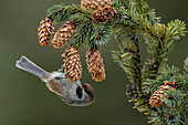 Boreal Chickadee (Poecile hudsonicus) feeding on pine cone seeds, Alaska