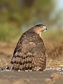 Cooper's Hawk (Accipiter cooperii) female protecting prey, Texas