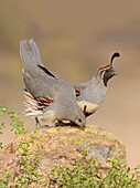 Gambel's Quail (Callipepla gambelii) female and male, Arizona