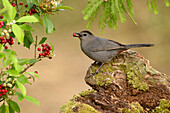 Gray Catbird (Dumetella carolinensis) feeding on red berries, Texas