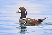 Harlequin Duck (Histrionicus histrionicus) male, Alaska