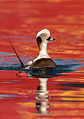 Long-tailed Duck (Clangula hyemalis) male, Alaska
