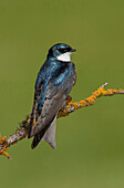 Tree Swallow (Tachycineta bicolor), British Columbia, Canada