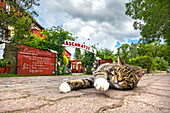 Cat in front of a cafe, Krummin, Usedom island, Mecklenburg-Western Pomerania, Germany