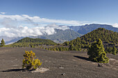 hiking tour along PR LP 14, hiking trail, Parque Natural de Cumbre Vieja, UNESCO Biosphere Reserve, La Palma, Canary Islands, Spain, Europe