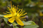 lat. Hypericum grandifolium, endemic plant, hiking tour along PR LP 14, Parque Natural de Cumbre Vieja, UNESCO Biosphere Reserve, La Palma, Canary Islands, Spain, Europe