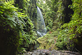 Cascada de los Tilos, waterfall, Barranco del Agua, gorge, laurel forest, UNESCO Biosphere Reserve, La Palma, Canary Islands, Spain, Europe