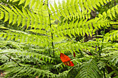 giant ferns, laurel leaf, laurel forest, Barranco de la Galga, gorge, east slope of Caldera de Taburiente, Parque Natural de las Nieves, UNESCO Biosphere Reserve, La Palma, Canary Islands, Spain, Europe