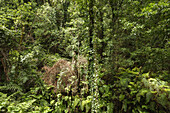 laurel forest, Barranco de la Galga, gorge, east slope of Caldera de Taburiente, Parque Natural de las Nieves, UNESCO Biosphere Reserve, La Palma, Canary Islands, Spain, Europe