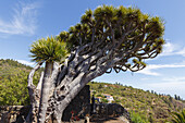 Mirador de los Dragos, Drachenbaum, lat. Dracaena draco, Aussichtspunkt bei Puntagorda, UNESCO Biosphärenreservat, La Palma, Kanarische Inseln, Spanien, Europa