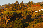 Drachenbäume, lat. Dracaena draco, Landhaus, Barranco de Buracas, bei Las Tricias, UNESCO Biosphärenreservat, La Palma, Kanarische Inseln, Spanien, Europa