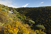 cottage at Dragos Salvatierra, dragon trees, lat. Dracaena draco, near Santo Domingo de Garafia, UNESCO Biosphere Reserve, La Palma, Canary Islands, Spain, Europe