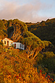 cottage at Dragos Salvatierra, dragon trees, lat. Dracaena draco, near Santo Domingo de Garafia, UNESCO Biosphere Reserve, La Palma, Canary Islands, Spain, Europe