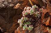Aeonium-Pflanze, lat. Aeonium Haworthii, endemische Pflanze, Barranquillo del Calvario, UNESCO Biosphärenreservat, La Palma, Kanarische Inseln, Spanien, Europa