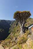 Dragon tree, lat. Dracaena draco, El Tablado, village, north coast, UNESCO Biosphere Reserve, La Palma, Canary Islands, Spain, Europe