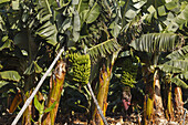 Bananenstaude mit Blüte, Bananen, San Andres, UNESCO Biosphärenreservat, La Palma, Kanarische Inseln, Spanien, Europa
