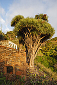 Drachenbäume, lat. Dracaena draco, La Tosca, bei Barlovento, UNESCO Biosphärenreservat, La Palma, Kanarische Inseln, Spanien, Europa