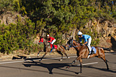 horse race near Llano Negro, to the festival and cattle market in San Antonio del Monte, UNESCO Biosphere Reserve, La Palma, Canary Islands, Spain, Europe