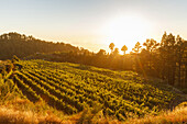 vineyards, El Castillo, Garafia region, UNESCO Biosphere Reserve, La Palma, Canary Islands, Spain, Europe