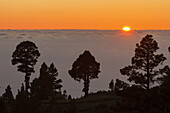 Kanarische Kiefern, Sonnenuntergang, Wolkenmeerr, bei Briesta, Region Garafia, UNESCO Biosphärenreservat, La Palma, Kanarische Inseln, Spanien, Europa