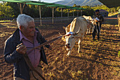 arrival of the cattle in the morning, livestock fair in San Antonio del Monte, Garafia region, UNESCO Biosphere Reserve, La Palma, Canary Islands, Spain, Europe