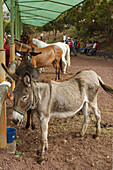 Esel, Viehmesse in San Antonio del Monte, Region Garafia, UNESCO Biosphärenreservat,  La Palma, Kanarische Inseln, Spanien, Europa